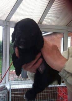 One of the stolen puppies