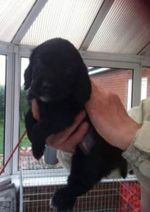 One of the stolen puppies