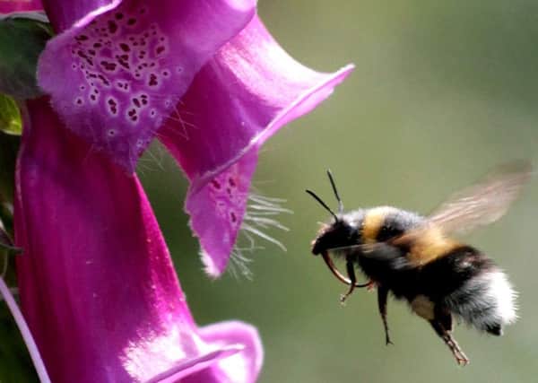 The humble bumble bee at Golden Acre Park by Ian Rowley from Cookridge