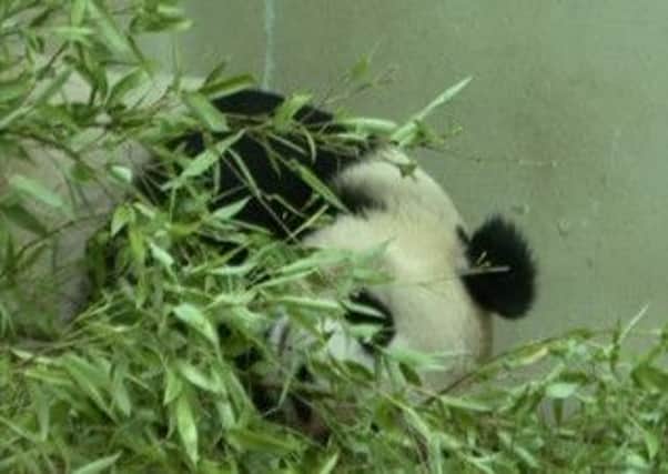 Panda showing signs of pregnancy