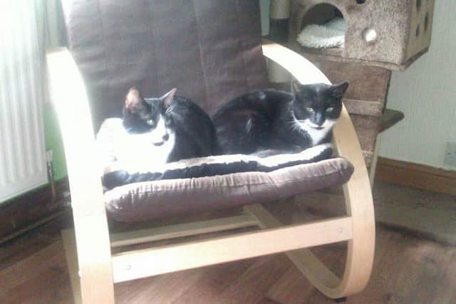 Oscar (left) and his adopted sister Byte