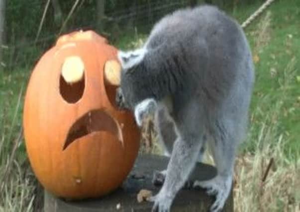 Animals tuck into Halloween treats
