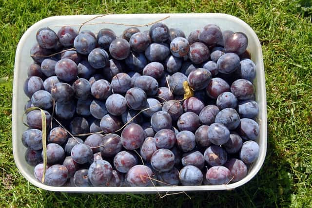 damsons by Peter Wolstenholme
