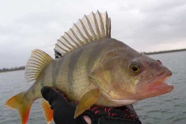 Perch, one of our most beautifully coloured fish