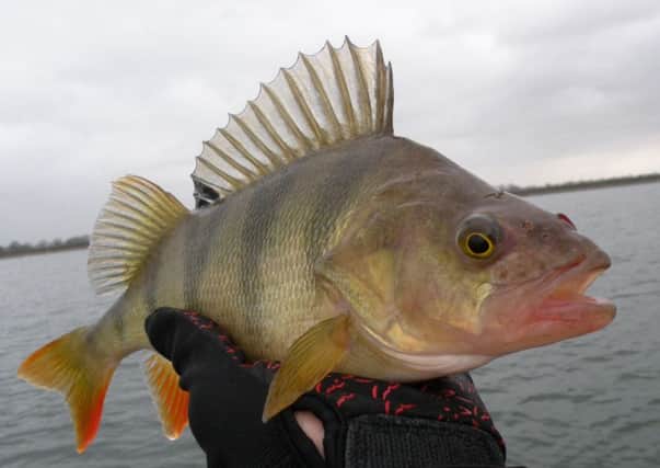 Perch, one of our most beautifully coloured fish