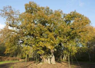 The Major Oak