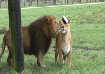 VALENTINE TREAT FOR LOVED-UP LIONS
