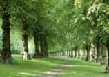 Lime Tree Avenue - Clumber