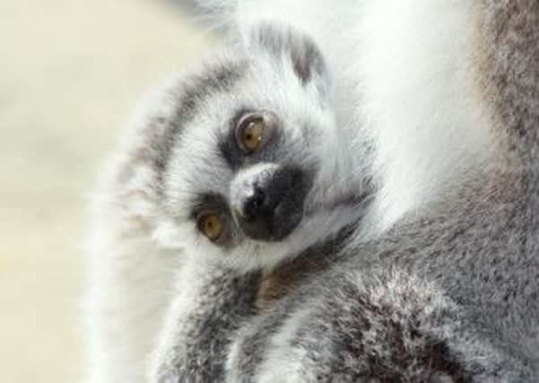 One of the three baby lemurs. Photo by Scott Merrylees.
