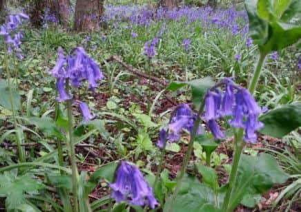 Bluebells in Rufford Park