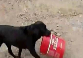 CUTE LABRADOR LOVES HIS BUCKET