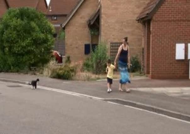 CAT WALKS TODDLER TO PRE-SCHOOL