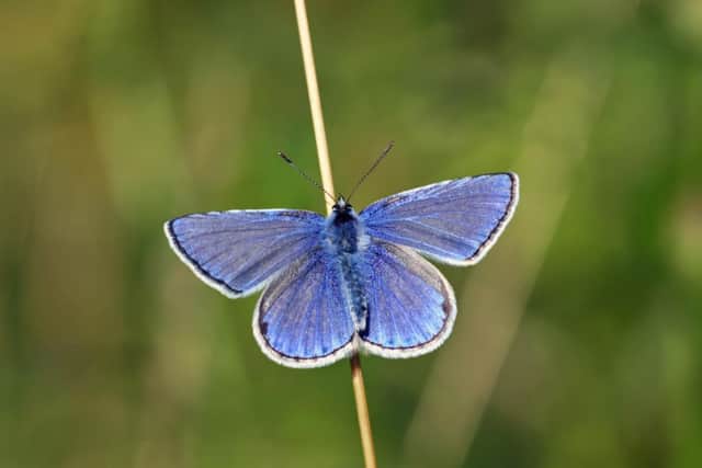Children saw many different examples of wildlife at Manton Pit Wood, including the Common Blue butterfly