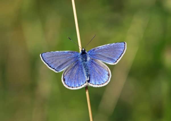 Children saw many different examples of wildlife at Manton Pit Wood, including the Common Blue butterfly
