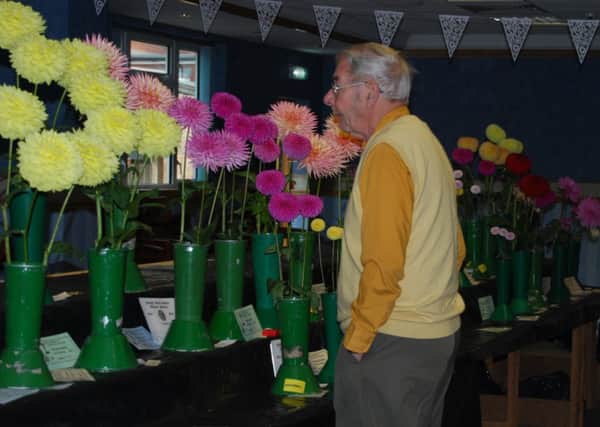 An entrant checks his floral exhibits at the Misterton Horticultural show
