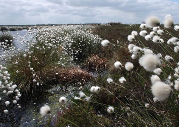 Cottongrass on Thorne Moors