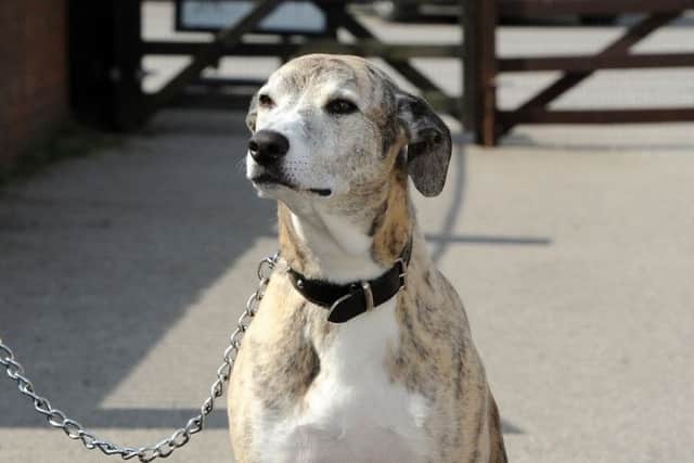 Flynn, a Lurcher, at Thornberry Animal Sanctuary. Picture: Andrew Roe