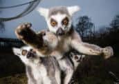 Lemur time in North Anston