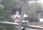 Two-year-old Neo had to be put to sleep after the savage attack on Ashley Road