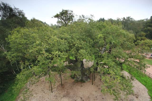One of the highlights of The Major Oak Woodland Festival was the opportunity for visitors to climb aboard an aerial work platform, or 'cherry picker' for a ride above the tree canopy.