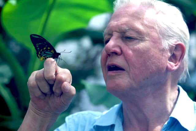 Programme Name: Natural World - TX: 09/11/2012 - Episode: Attenborough's Ark (No. n/a) - Embargoed for publication until: n/a - Picture Shows: Priam's Birdwing Butterfly Sir David Attenborough - (C) Ian Salvage - Photographer: Ian Salvage