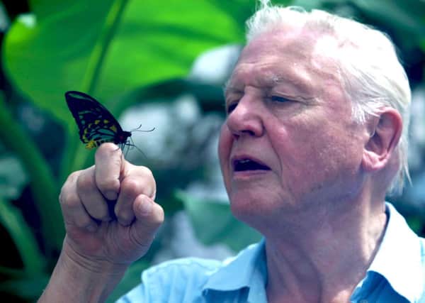 Programme Name: Natural World - TX: 09/11/2012 - Episode: Attenborough's Ark (No. n/a) - Embargoed for publication until: n/a - Picture Shows: Priam's Birdwing Butterfly Sir David Attenborough - (C) Ian Salvage - Photographer: Ian Salvage