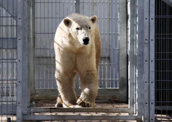 Pixel the polar bear.