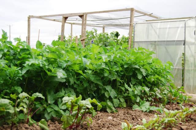 There are two allotment gardens now available in West Stockwith for interested gardeners.