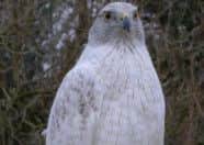 Sasha the stolen goshawk