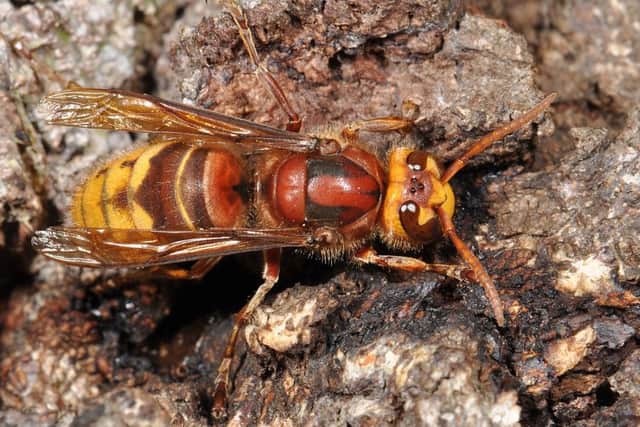 Killer hornets