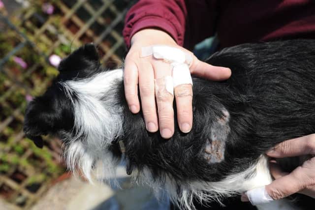Sandy Mills and her dog Cinders who was viciously attacked by a Staffordshire Bull Terrier.