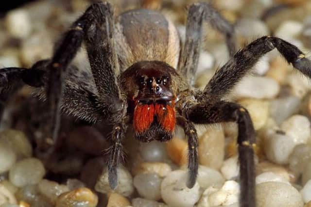 Brazilian Wandering spider