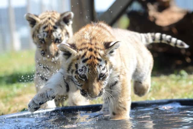 PIC Sharon Scott/Acquire Images 07973 340201
Yorkshire Wildlife Park, Doncaster.
The Amur tiger cubs cool down.