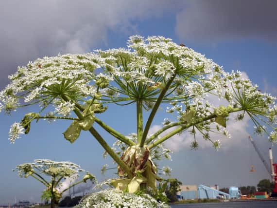 Giant Hogweed - Heracleum mantegazzianum. Photo: Free Photo: via flickr.com/photos/79818573