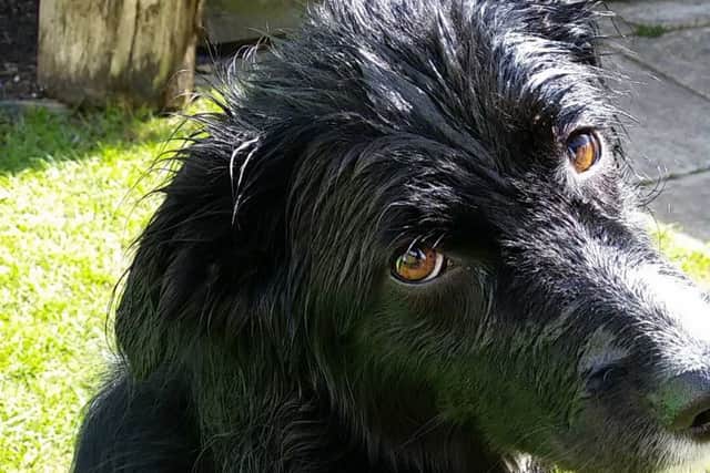 Holly, a seven-year-old Border Collie, is listed as a front-runner in National Accident Helplines #Wunderdogs competition.