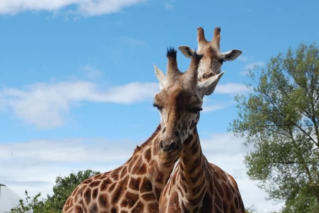These giraffes are just two of the 12,000 animals which can be seen at Chester Zoo