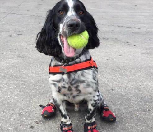 Dexter the Notts Fire Service fire investigation dog