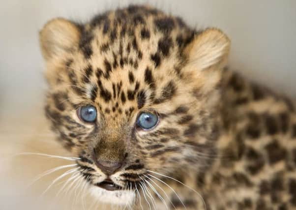 One of the rare Amur Leopard cubs born at the Yorkshire Wildlife Park.
