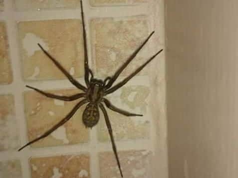 Homes across the area are currently being invaded by giant house spiders looking for a mate.