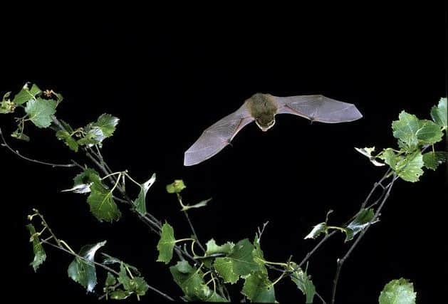 Pipistrelle bat in flight