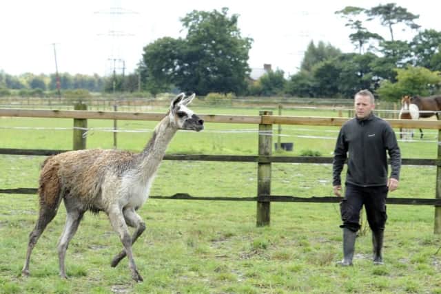 Volunteer Dan Wainman from Shepherd's Place Farm in Haxey tries to round up the Llama they have taken in