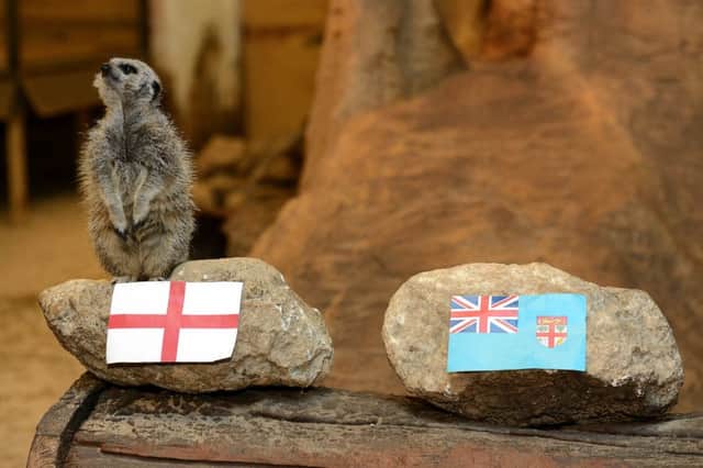 The meerkats at Drayton Manor zoo in Staffordshire have been busy making their predictions for the forthcoming Rugby World Cup.