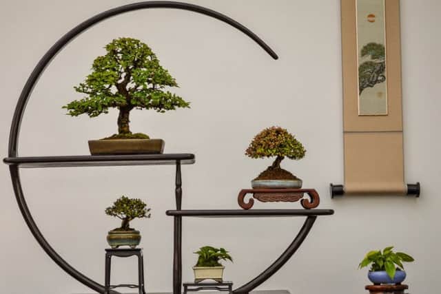 The winning entry in the Shohin bonsai display category which was won by Des.