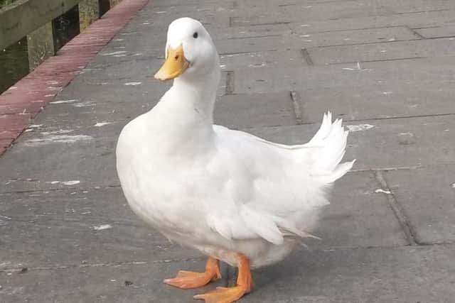 Duck