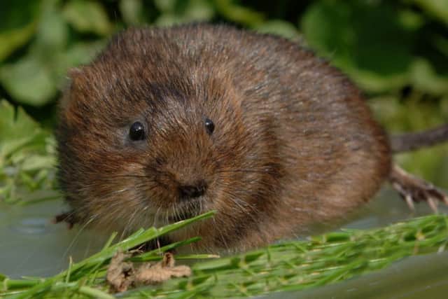 Water vole