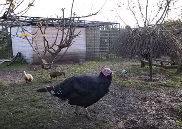 'Dinner', the Nottinghamshire turkey who has survived 15 Christmases