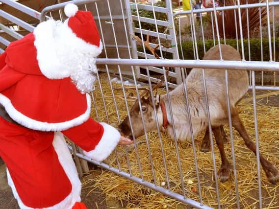 The event will see real life reindeers descend on the centre