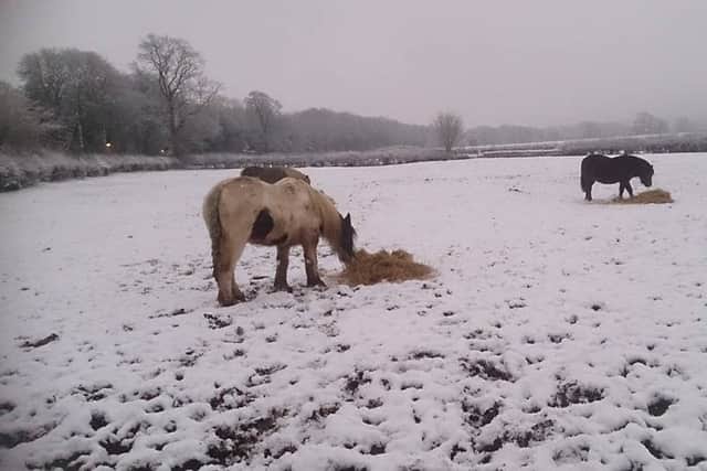 Reader photograph sent in by Layne Wilson of snow in Nether Langwith in January 2016.