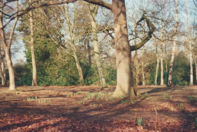 Sherwood Forest by Helen Cooper