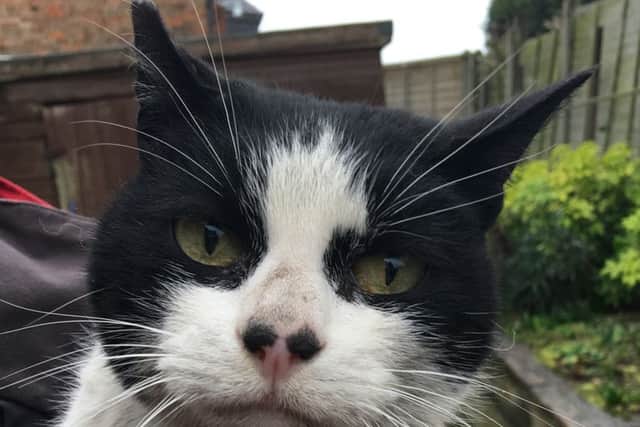 Former Hatfield pit cat Hattie